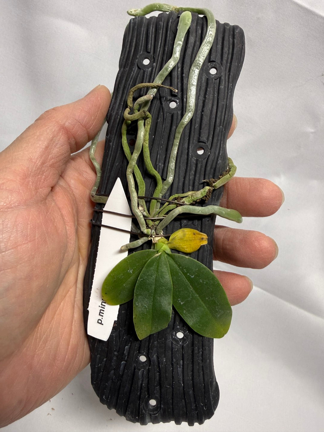 Phalaenopsis finleyi (syn. Phal. minus) - Seed Grown