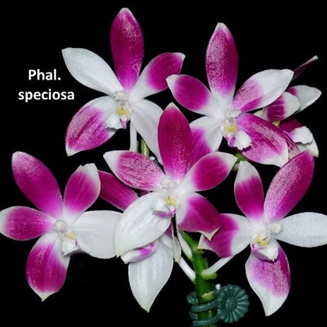 Phalaenopsis speciosa x sib - Seedlings