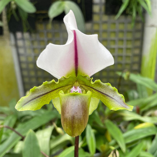 Paphiopedilum spicerianum 'Super' SM/TPS division