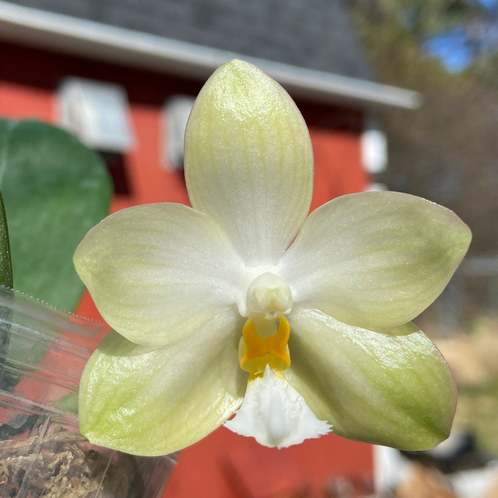 Phalaenopsis Yungho Gelblitz 'Peter' 231206 Flowering