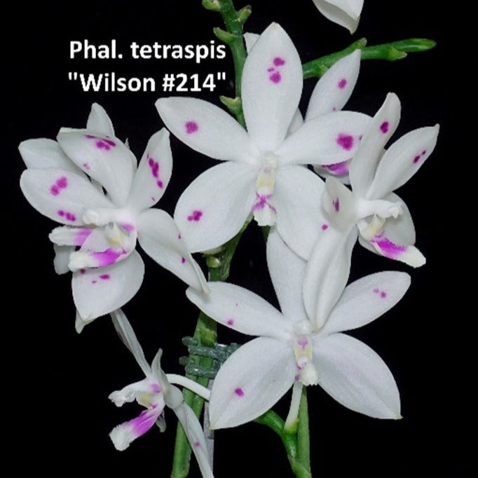 Phalaenopsis tetraspis 'Wilson 214' 231120 Spiking