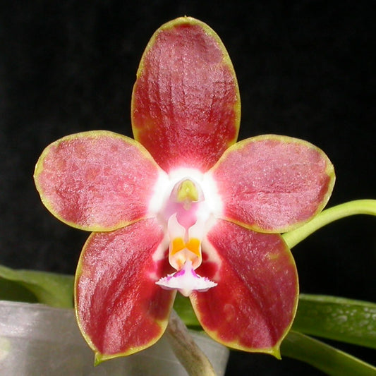 Phalaenopsis venosa 'CH'