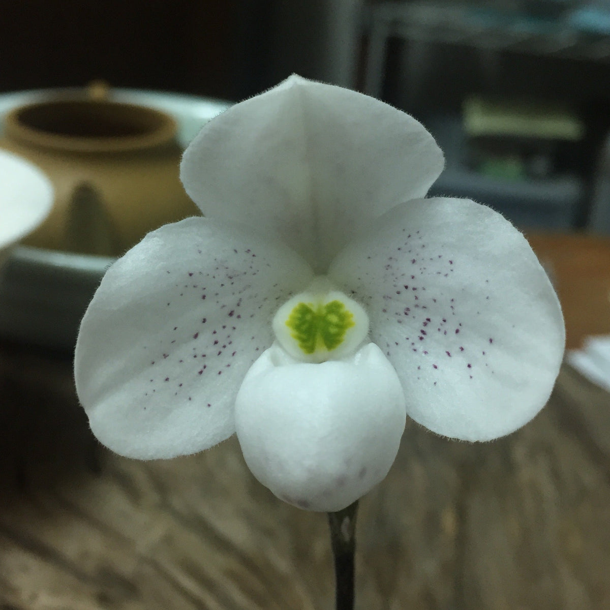 Paphiopedilum thaianum x sib - seed grown