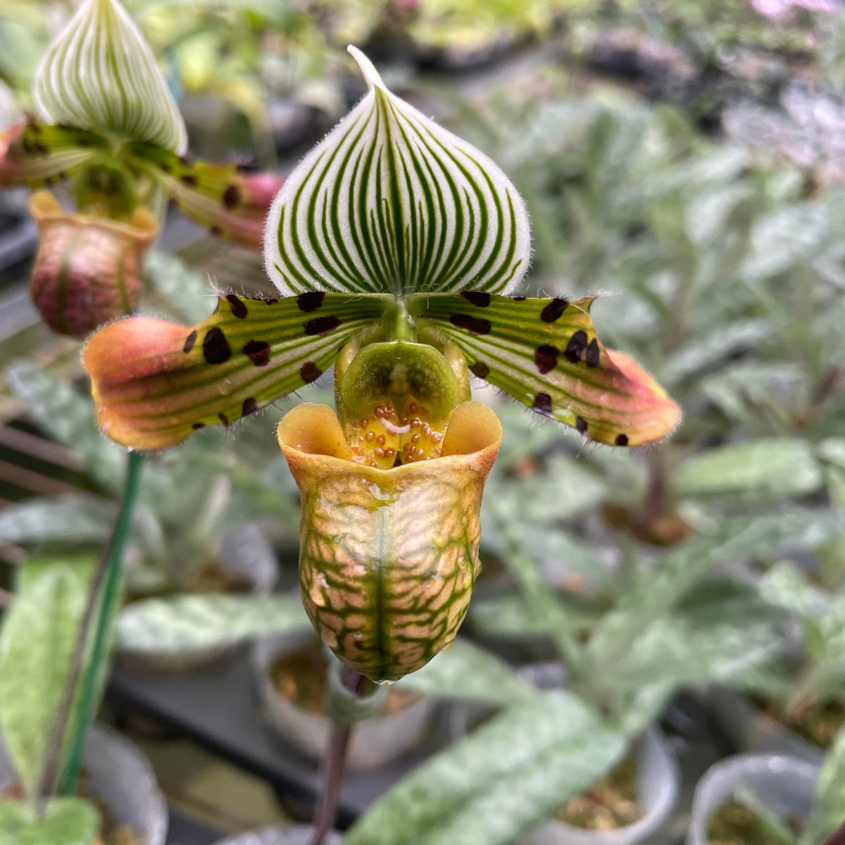 Paphiopedilum venustum x sib - Seed Grown