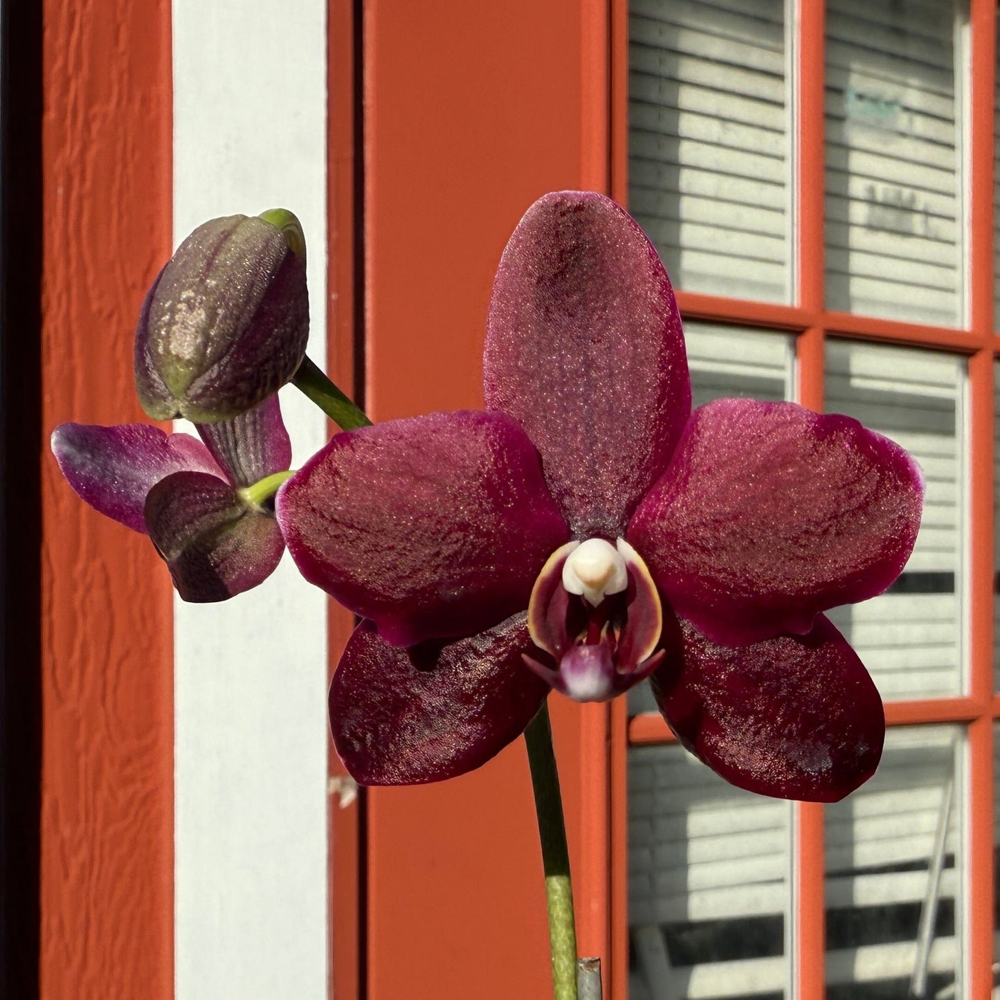 Phalaenopsis gigantea var alba x (Little Gem Stripes x Taida Pearl) 'flava' Spiking