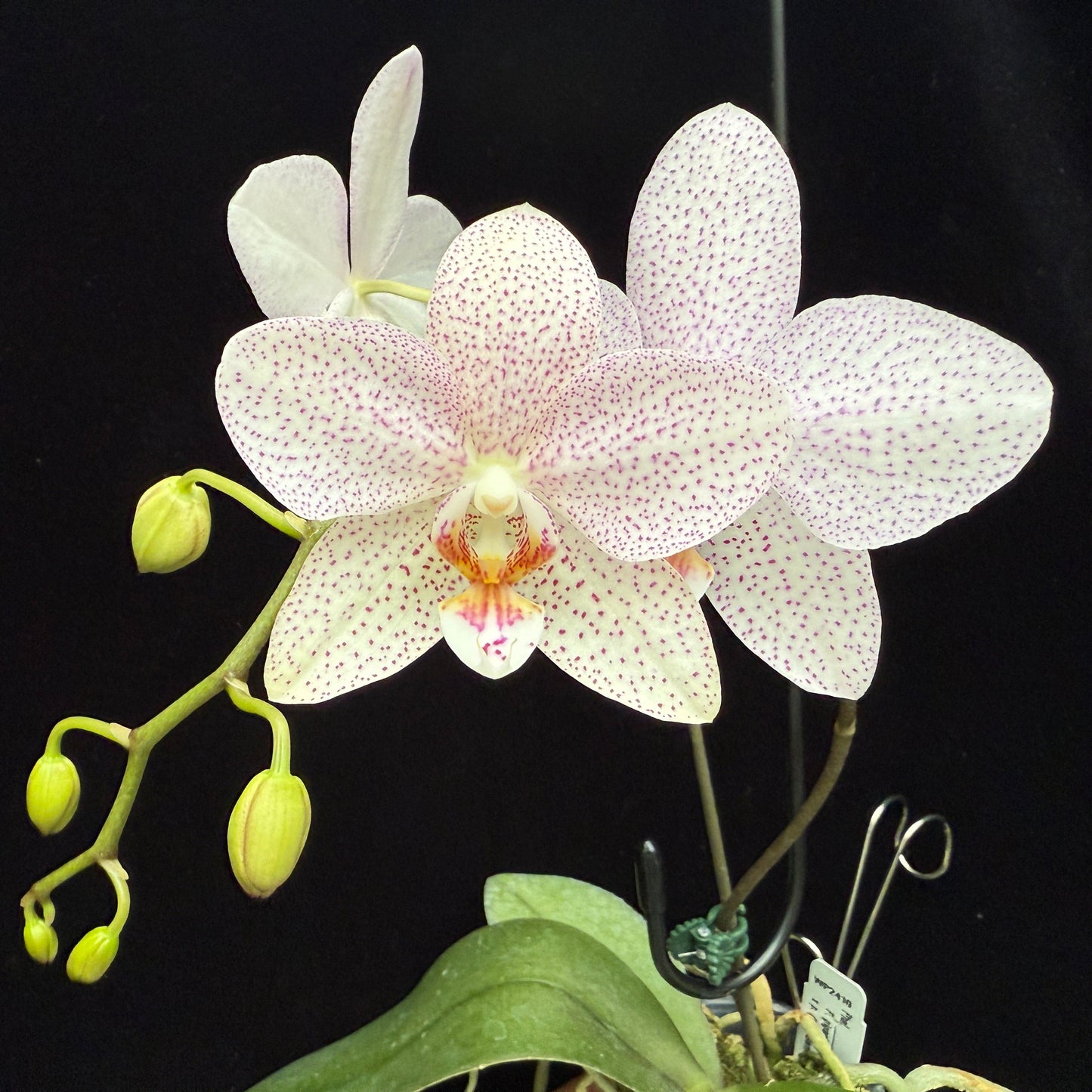 Phalaenopsis gigantea var alba x (Little Gem Stripes x Taida Pearl) 'flava' Spiking