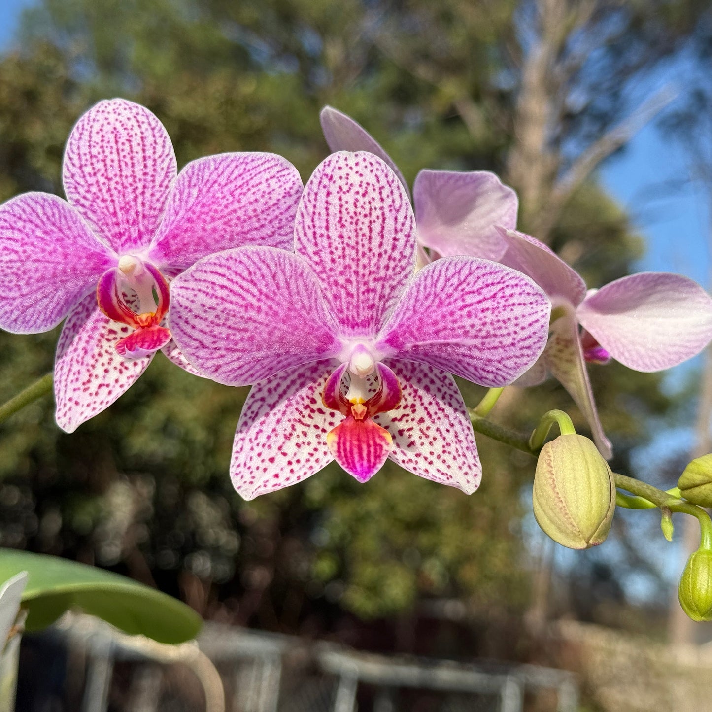 Phalaenopsis gigantea var alba x (Little Gem Stripes x Taida Pearl) 'flava' Spiking