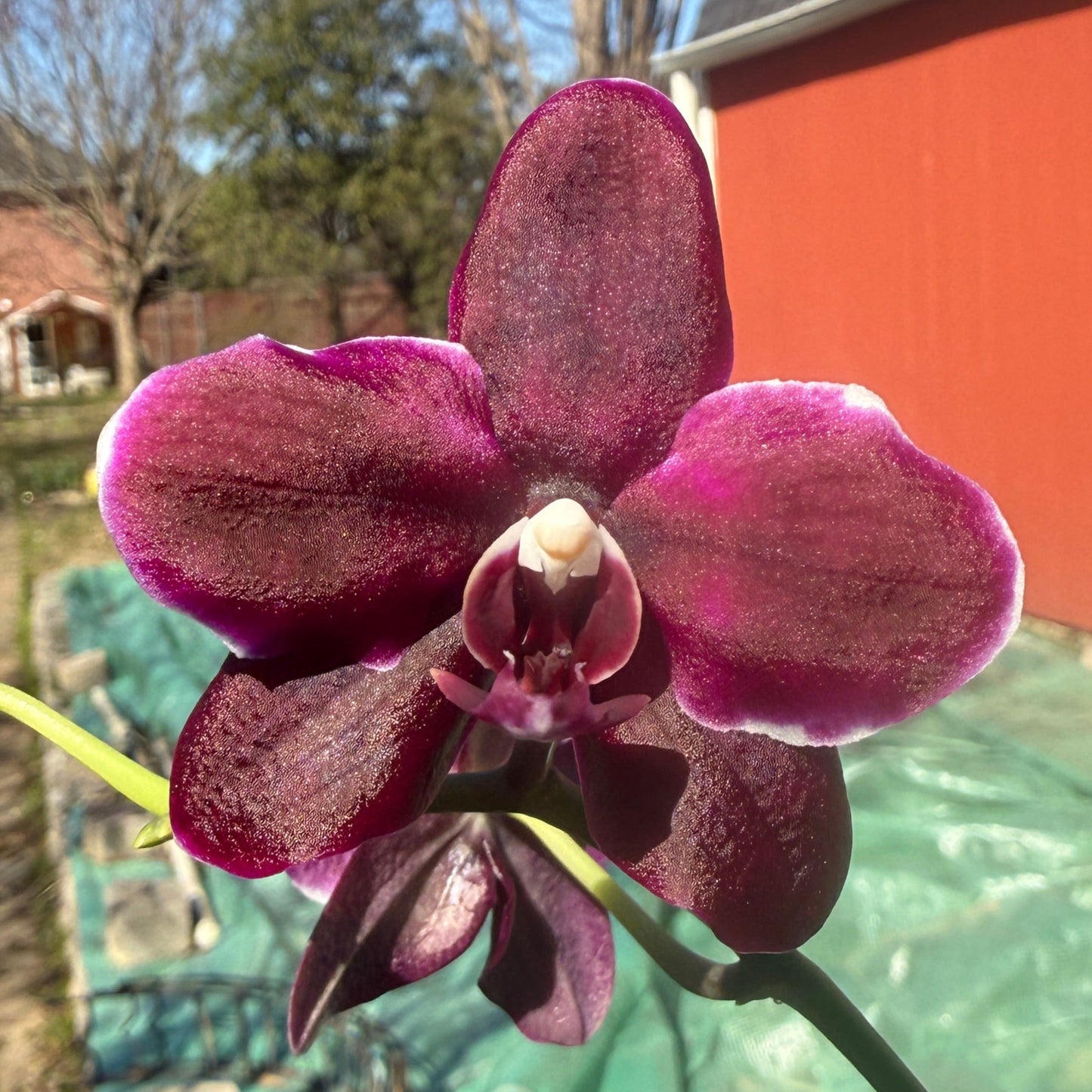 Phalaenopsis gigantea var alba x (Little Gem Stripes x Taida Pearl) 'flava' Spiking