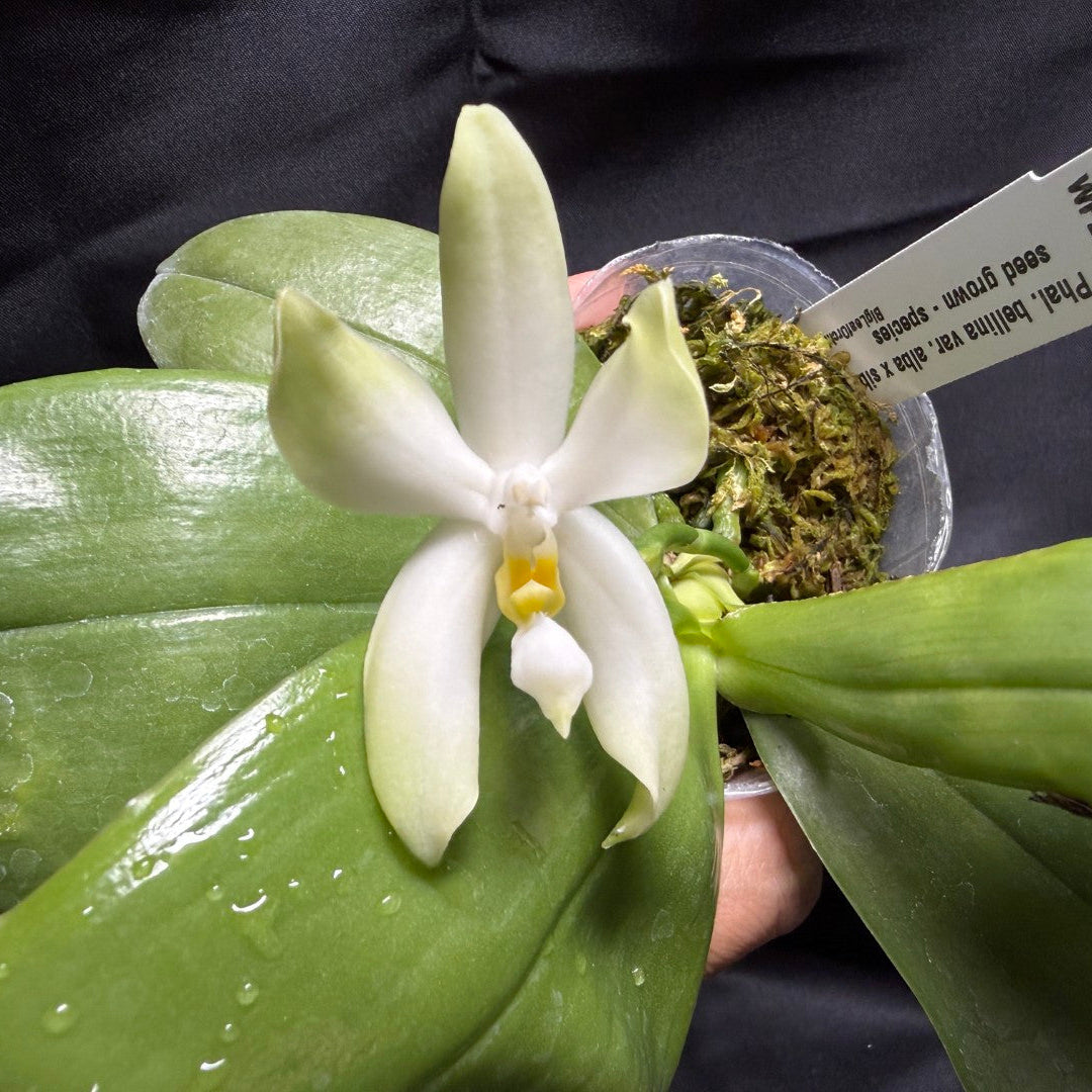 Phalaenopsis bellina var. alba Flowering 260703 Large fragrant flower