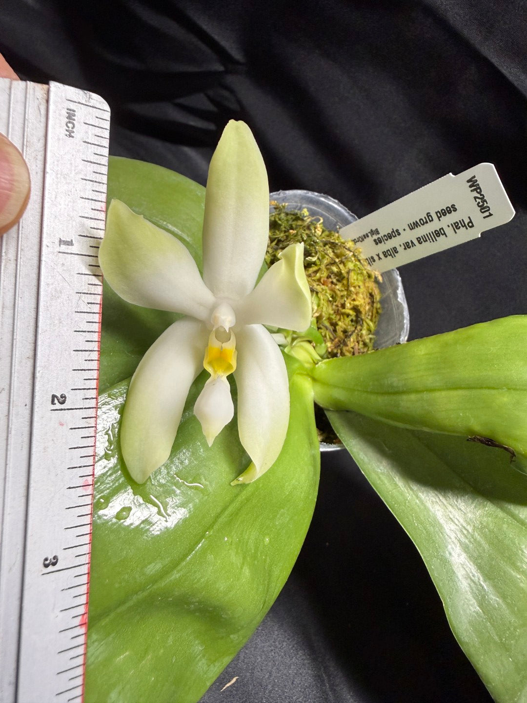 Phalaenopsis bellina var. alba Flowering 260703 Large fragrant flower