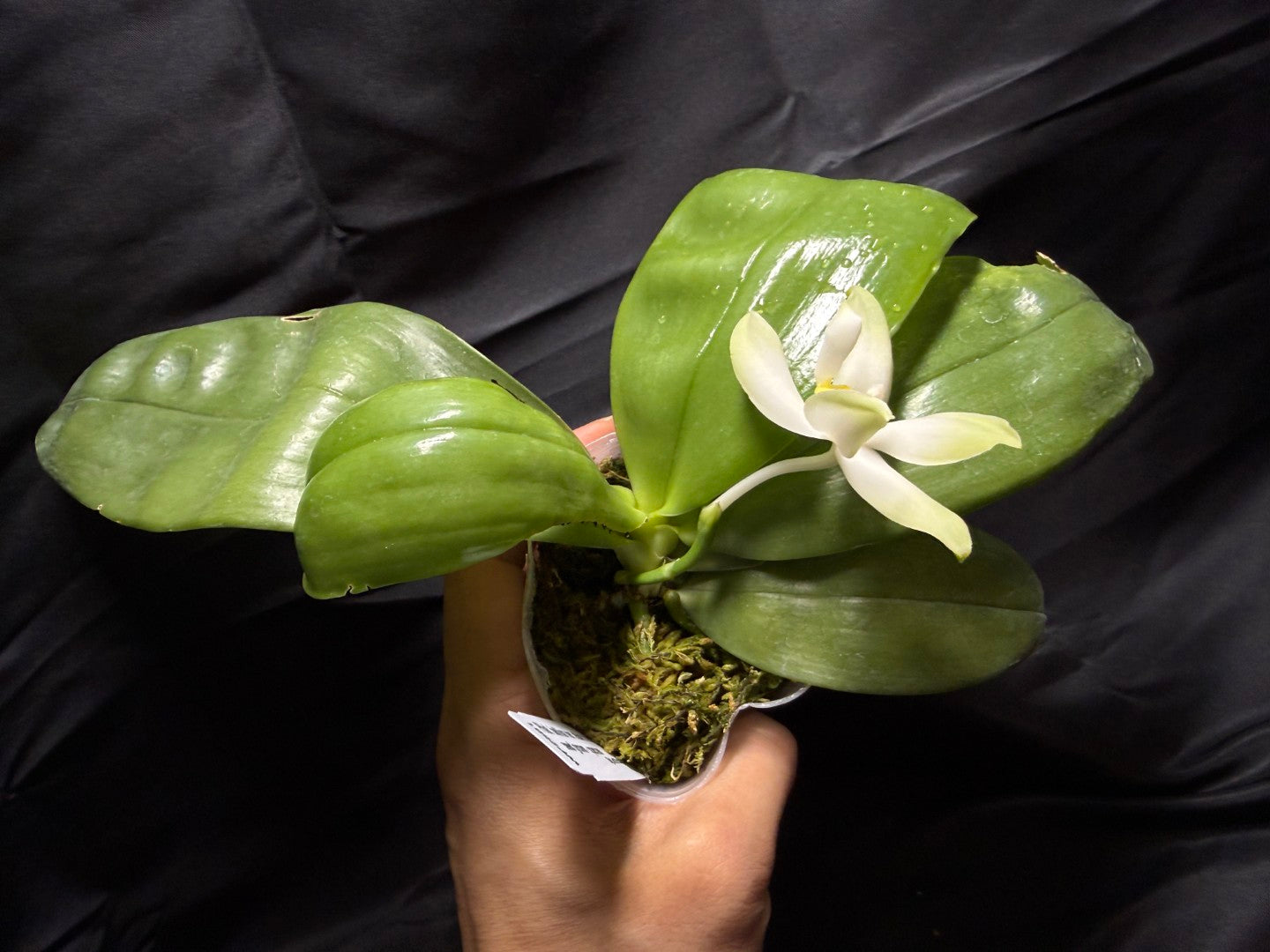 Phalaenopsis bellina var. alba Flowering 260703 Large fragrant flower