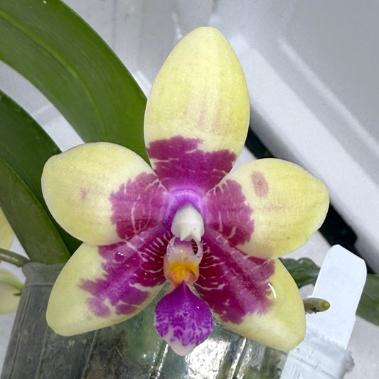 Phalaenopsis Miro Red Dragon 'Wilson#323' 250808 Flowering 2 spikes
