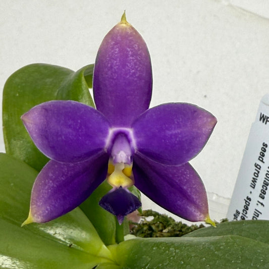 Phalaenopsis violacea f. indigo x sib 250909 Flowering Fragrant Species