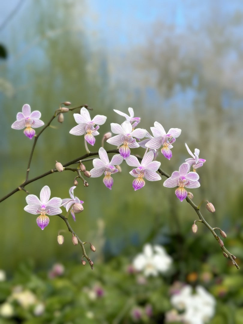 Phalaenopsis Freya's Sakura Rain 'YL110'