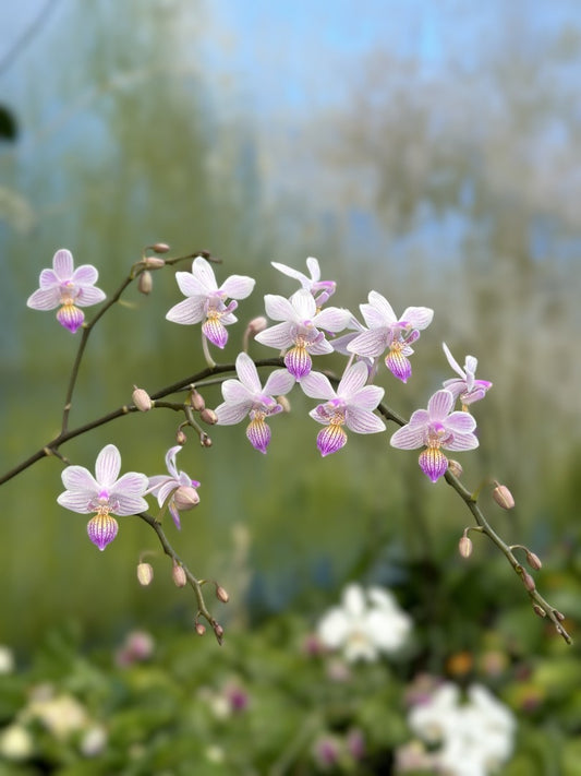 YL-110 Phalaenopsis Freya's Sakura Rain 'YL110'