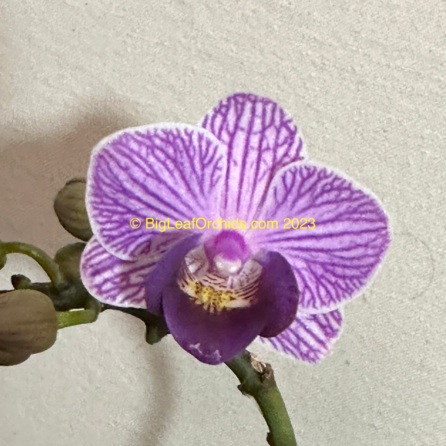 Phalaenopsis Younghome Purple Baby '06101'
