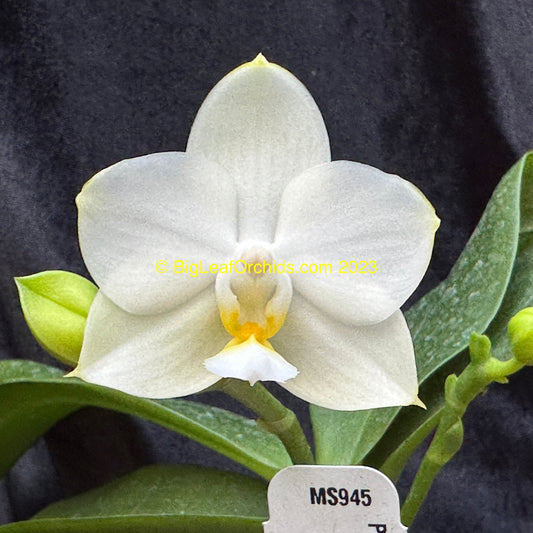Phalaenopsis Tristar Snow Princess 'Tristar' AM/AOS