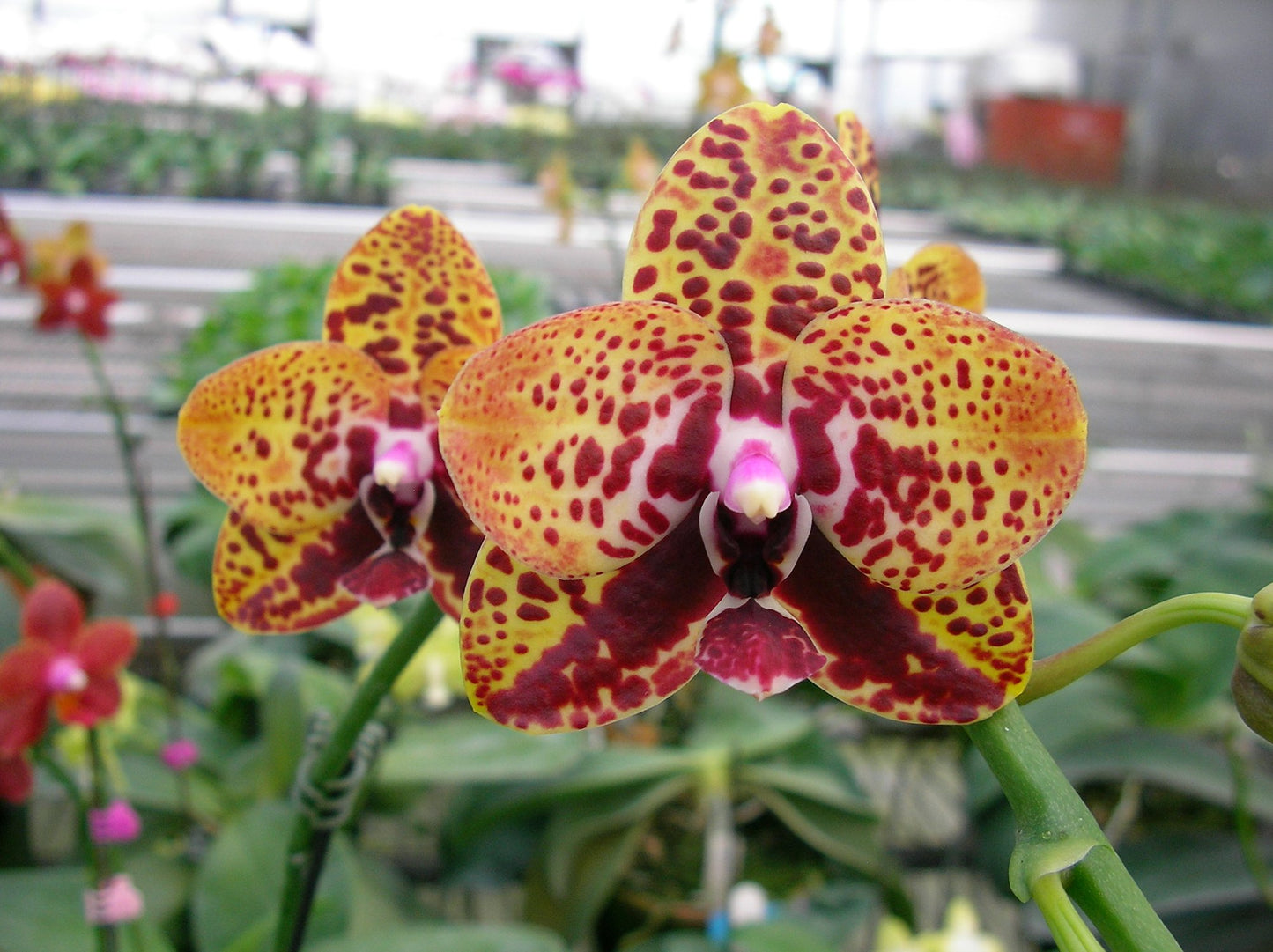 Phalaenopsis Zheng Min Anaconda 'Peter'