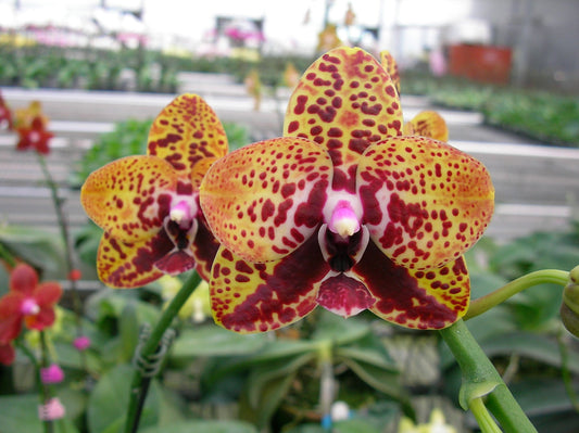 Phalaenopsis Zheng Min Anaconda 'Peter' Spiking