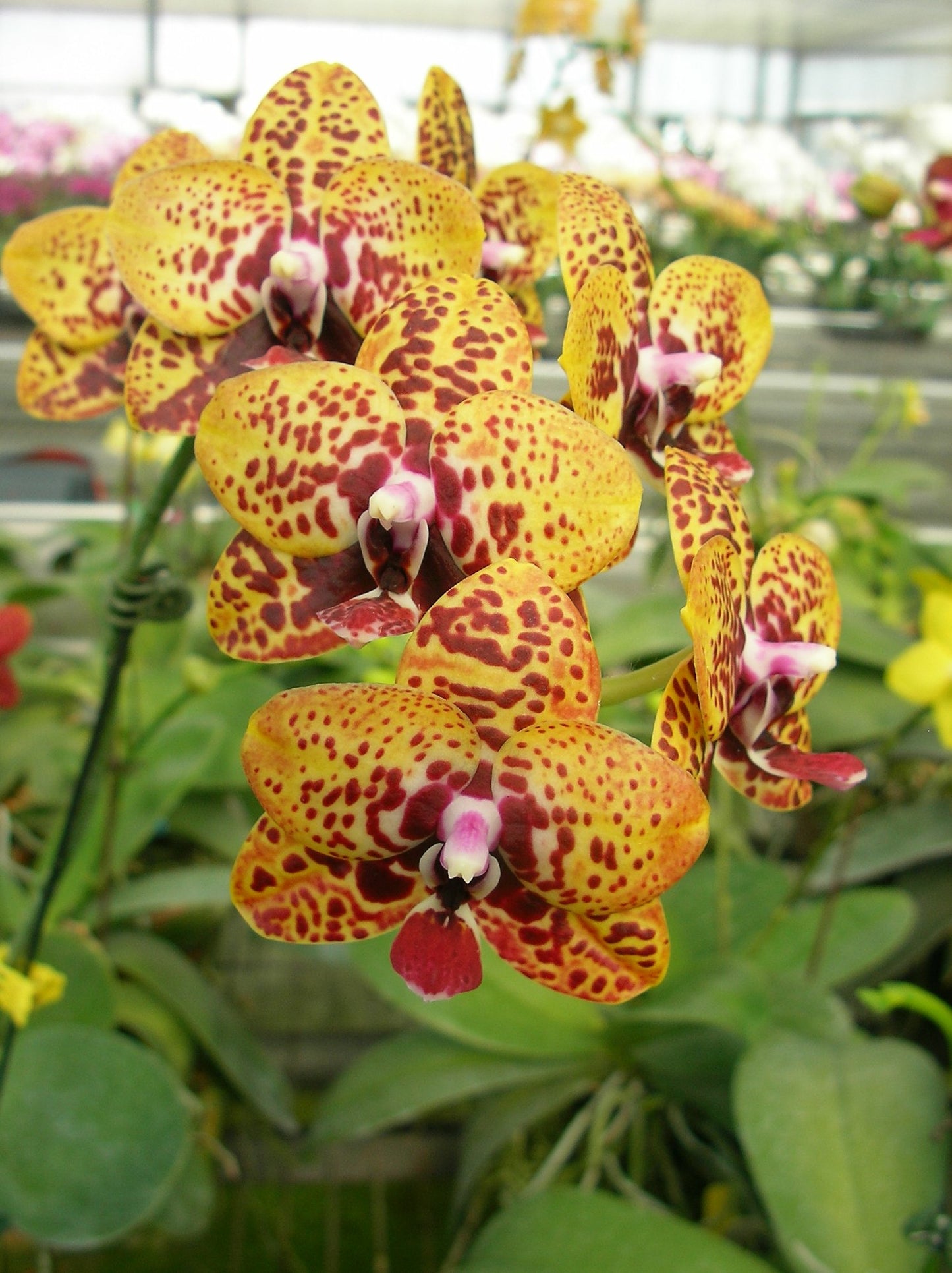 Phalaenopsis Zheng Min Anaconda 'Peter'