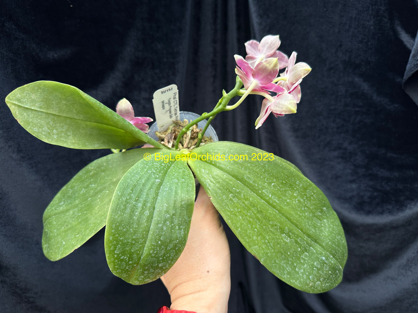 Phalaenopsis CTL Tetras PrinGelb 'Peter #1'