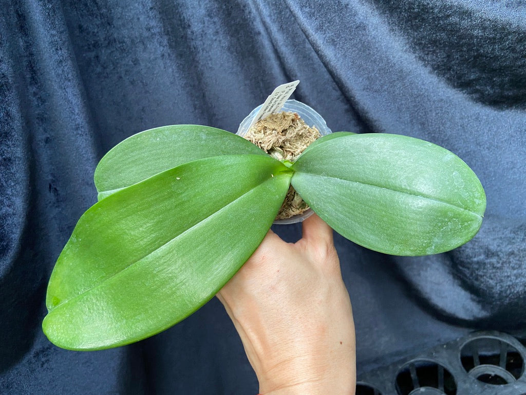 Phalaenopsis Haur Jih Princess 'Anaconda'