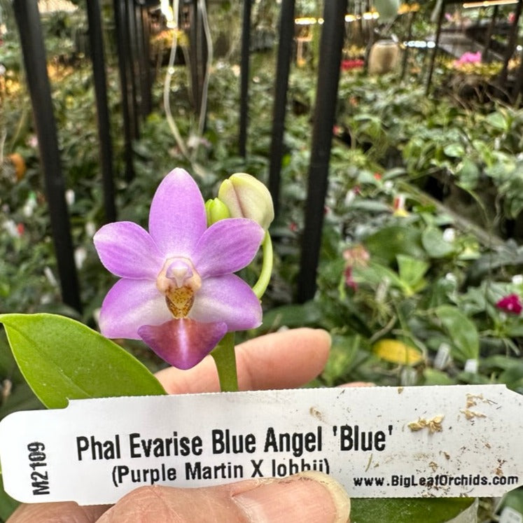 Phalaenopsis Evarise Blue Angel