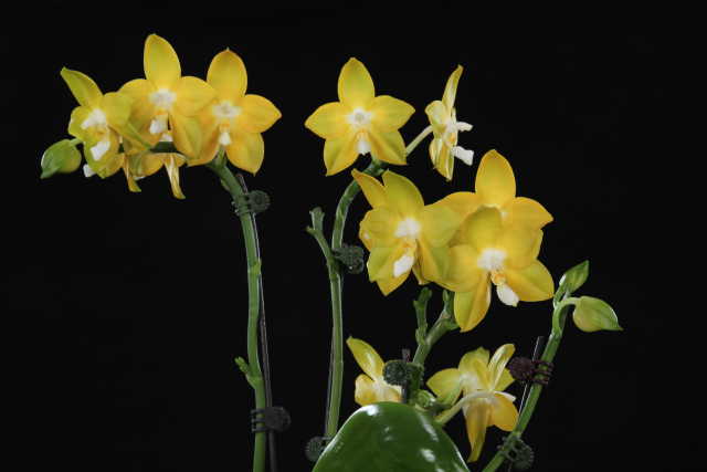 Phalaenopsis Nobby's Green Eagle 'Golden Country' AM/AOS