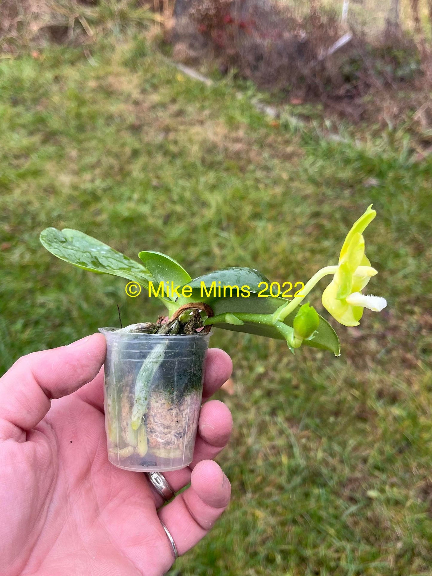 Phalaenopsis Mainshow Golden QM380 Seedlings