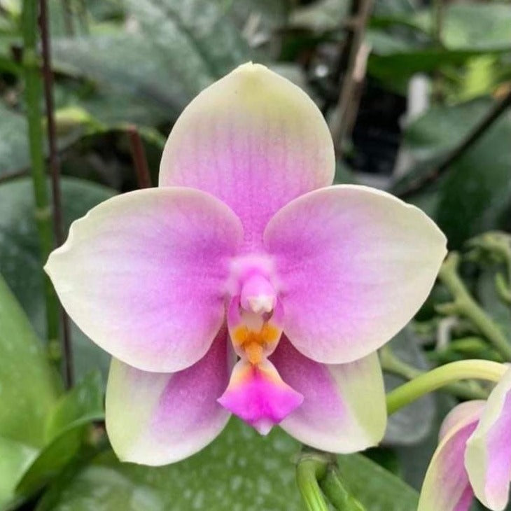 Phalaenopsis Sweet Memory