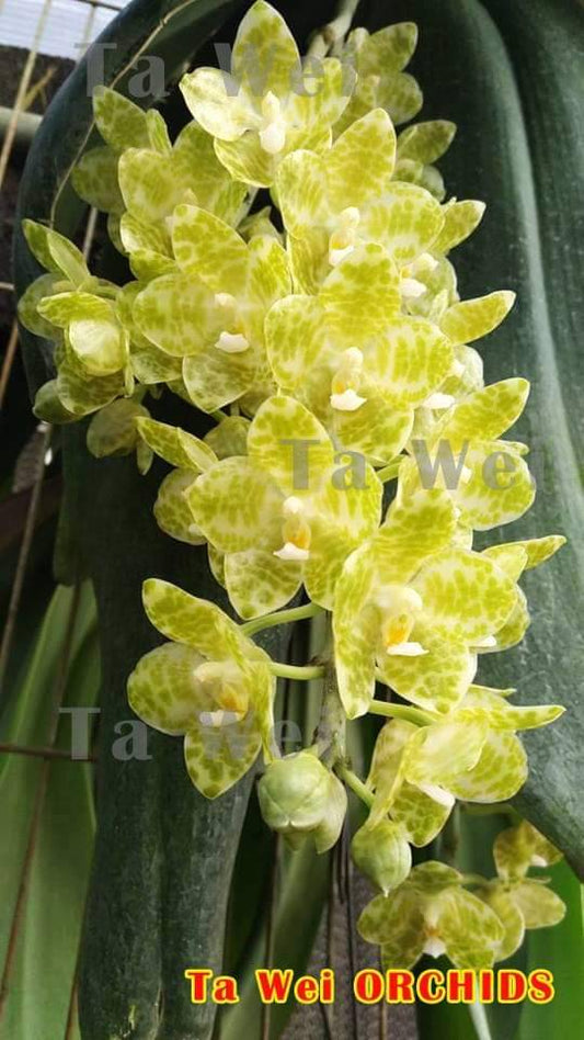 Phalaenopsis gigantea var. alba 'Ta Wei' CBR/TOGA x self