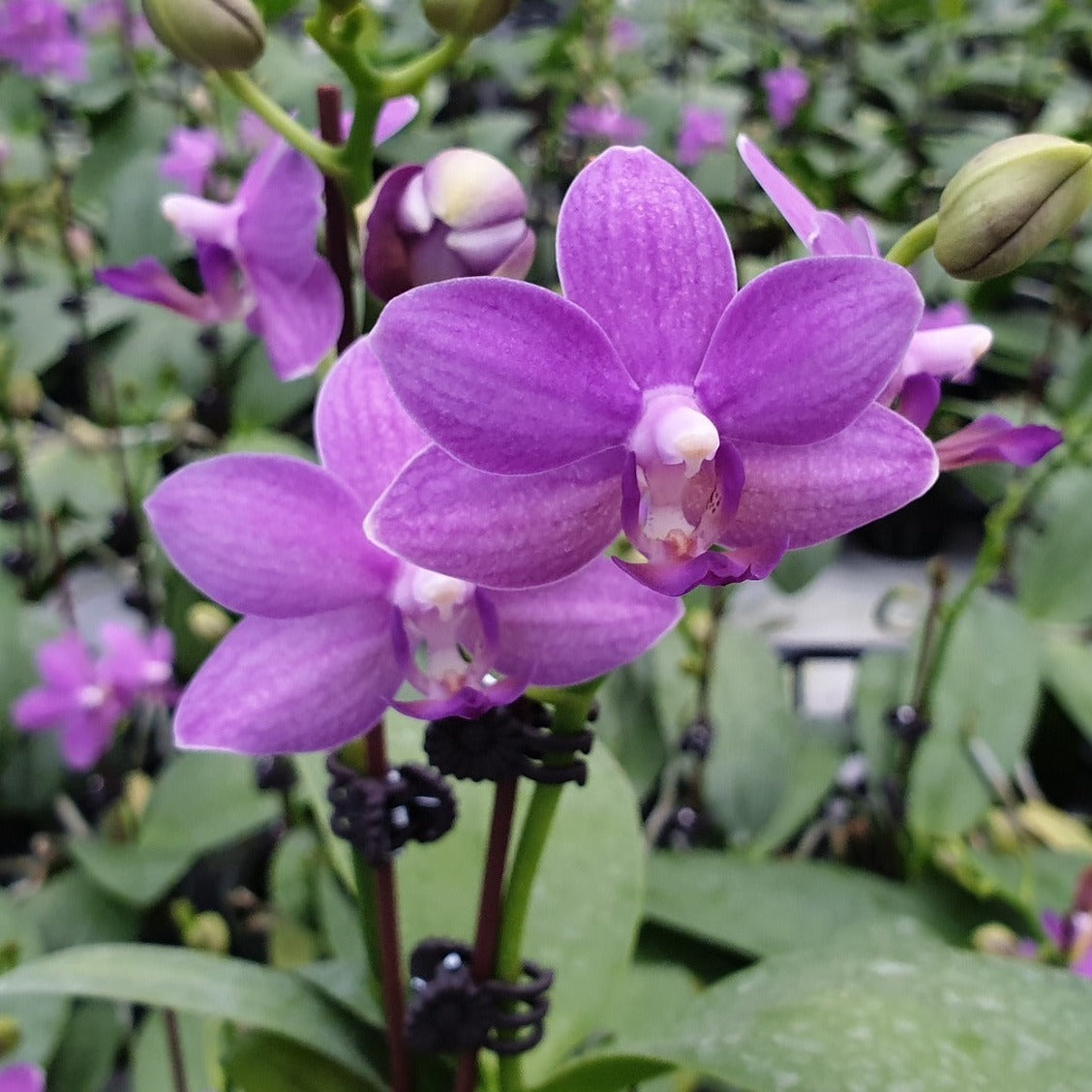 Phalaenopsis Yu-Yang Little Peacock '387'