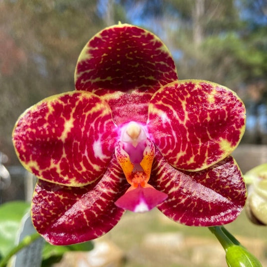 Phalaenopsis Zheng Min Virtual 'Peter #5'