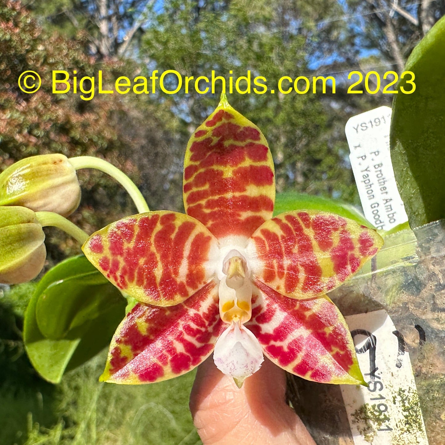 Phalaenopsis (Brother Ambo Passion x Yaphon Goodboy) Seedling