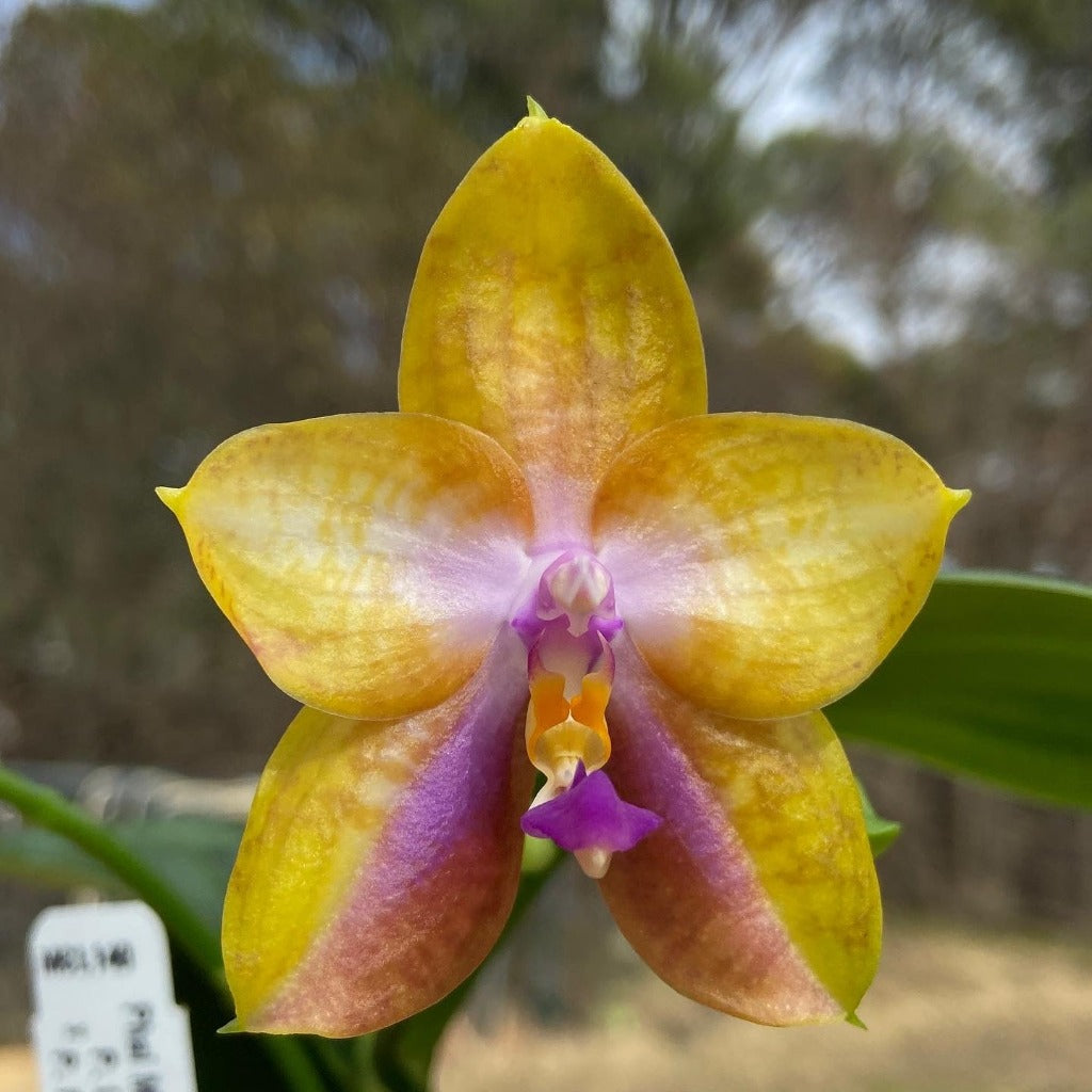 Phalaenopsis Mituo GH King Star 'Blueberry'