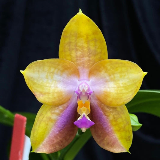 MCL140 Phalaenopsis Mituo GH King Star 'Blueberry'