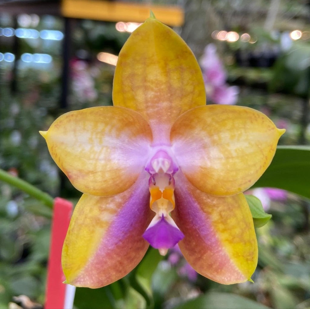 Phalaenopsis Mituo GH King Star 'Blueberry'