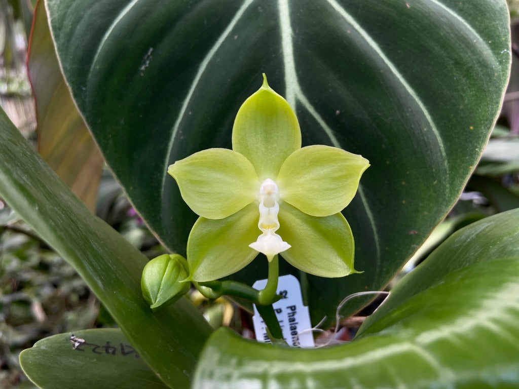 Phalaenopsis Miro Green Dream 'Miro' 260811 Flowering
