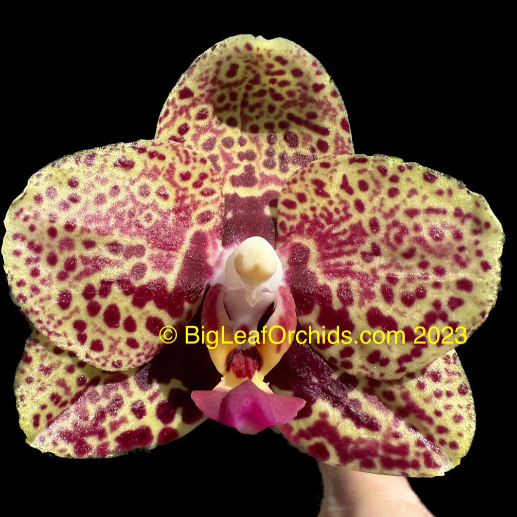 Phalaenopsis Mituo Diamond '578-10'