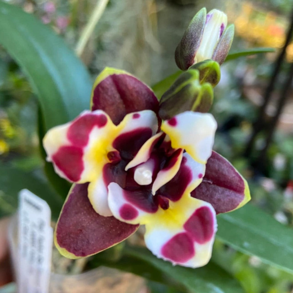 Phalaenopsis Yaphon Star Diamond '6602' AM/AOS – Big Leaf Orchids