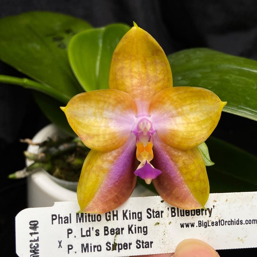Phalaenopsis Mituo GH King Star 'Blueberry'
