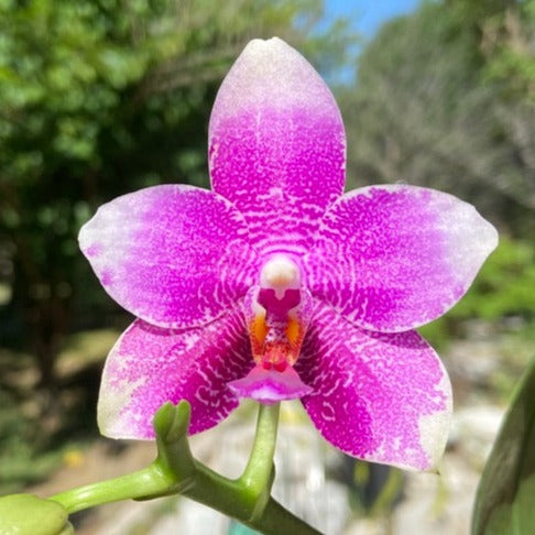 Phalaenopsis LD Sun Rose 'LD'