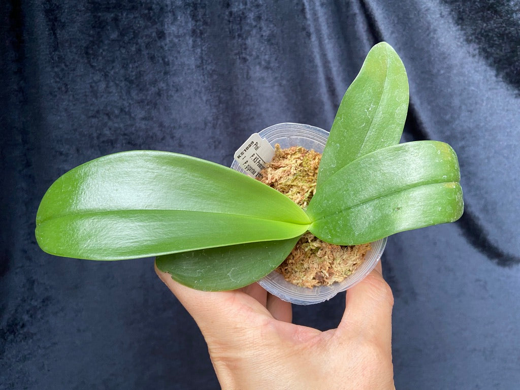 Phalaenopsis (KS Passion Zebra x gigantea) Seedling