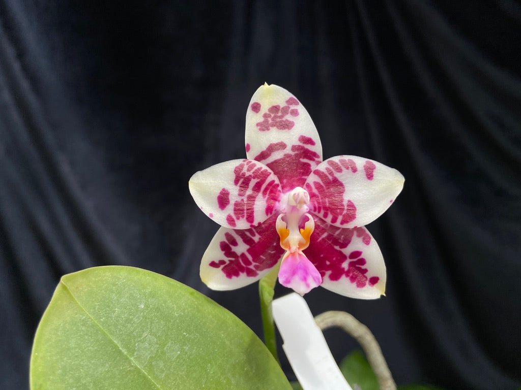 Phalaenopsis (Brother Ambo Passion X Miro Jo Gi)