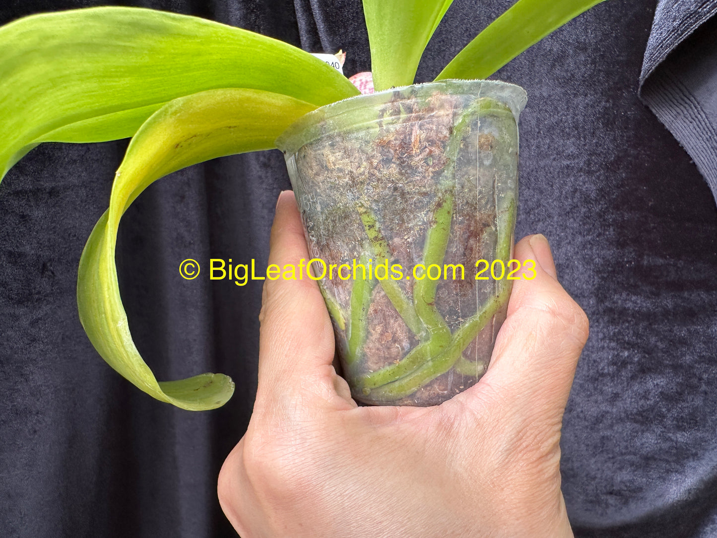 Phalaenopsis (Zheng Min Etching × Brother Ambo Passion) 230416