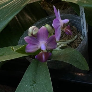 Phalaenopsis Evarise Blue Angel