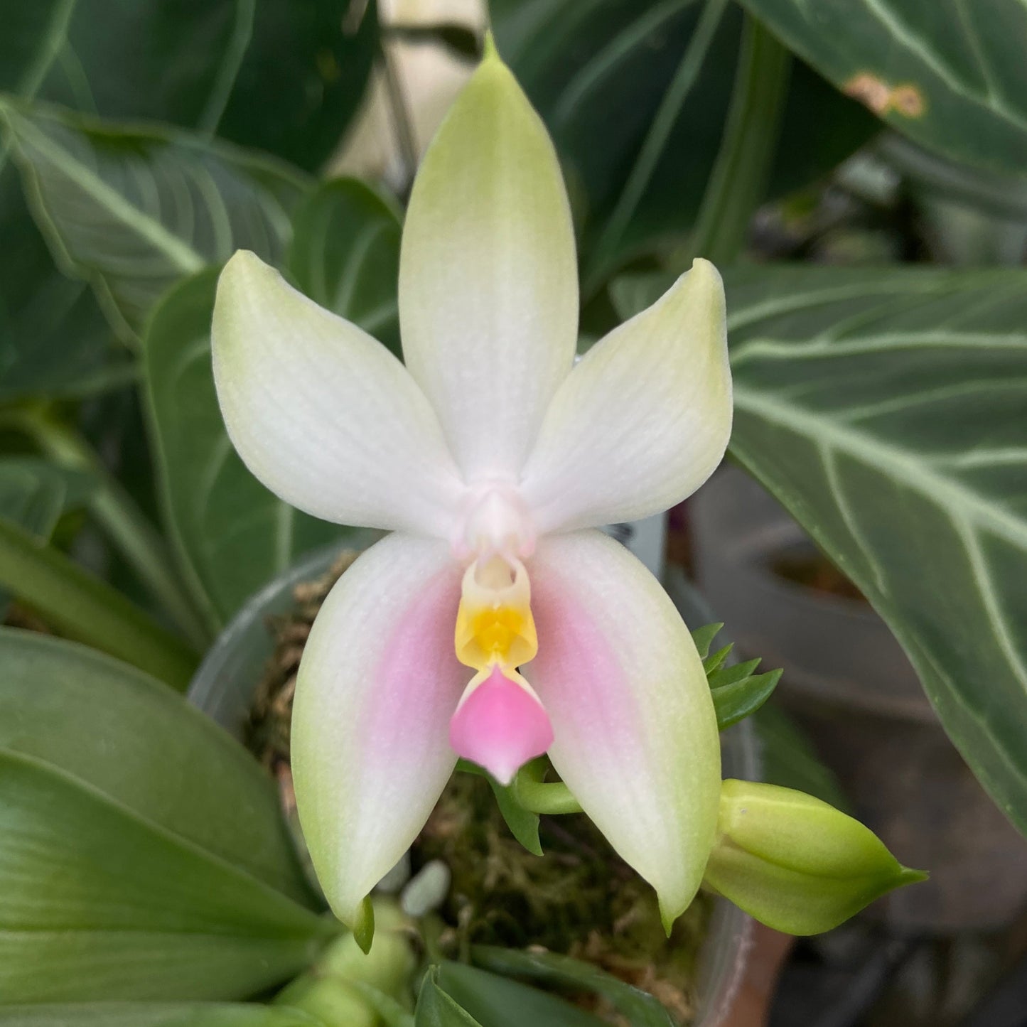 Phalaenopsis bellina f. delicata (Pink) x sib