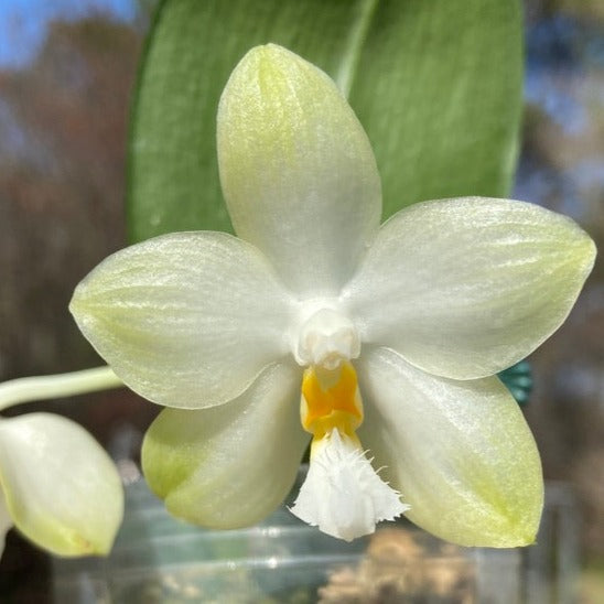 Phalaenopsis Yungho Gelblitz 'Peter'
