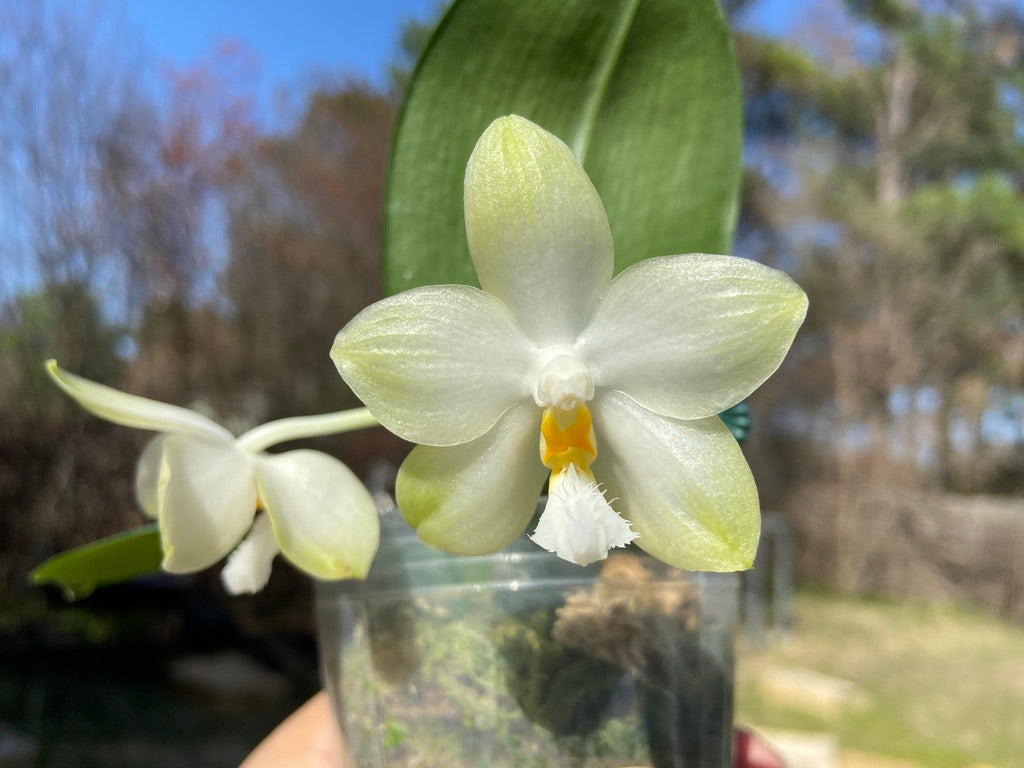 Phalaenopsis Yungho Gelblitz 'Peter'