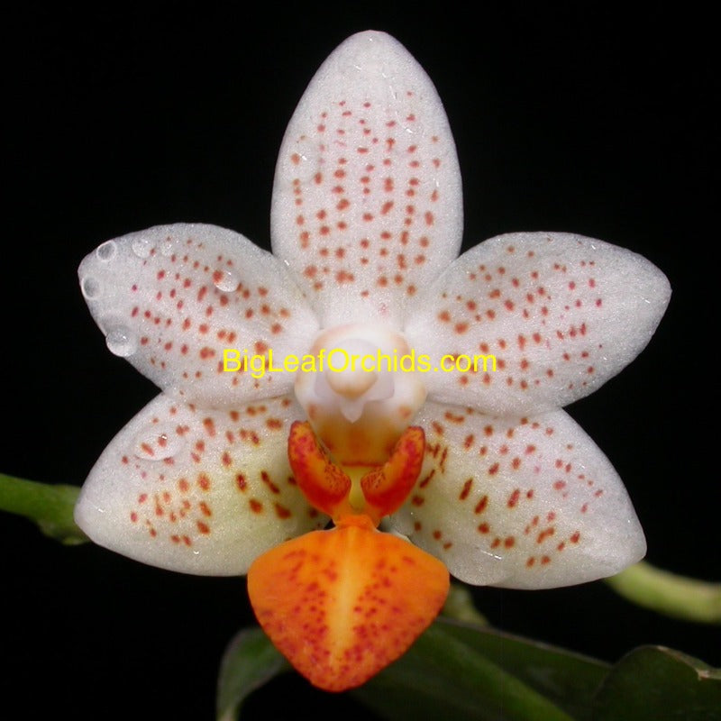 Phalaenopsis Mini Mark (Clones) Flowering